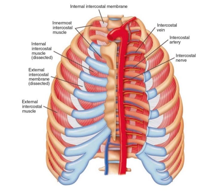 Ultrasound-Guided Peripheral Nerve block in Chronic Pain Management ...