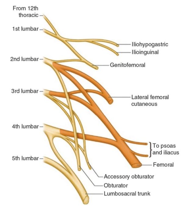 Ultrasound-Guided Nerve Blocks of the Lower Limb - NYSORA