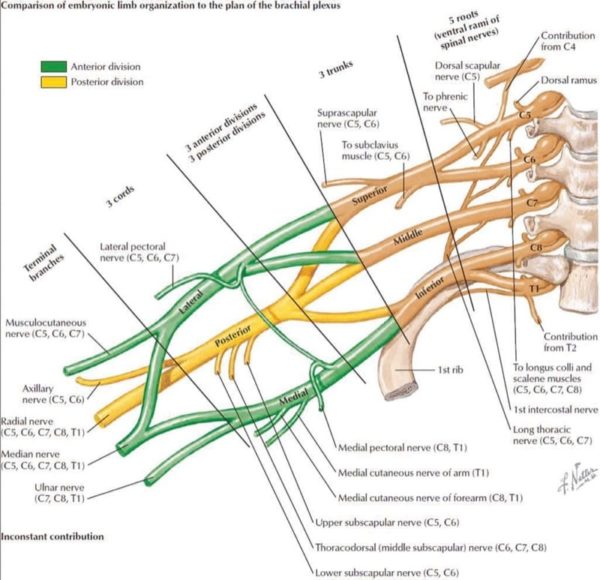 Ultrasound-Guided Upper Extremity Blocks - NYSORA