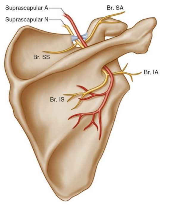 Ultrasound-Guided Peripheral Nerve block in Chronic Pain Management ...