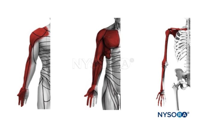 Blocos De Extremidade Superior Guiados Por Ultrassom - NYSORA