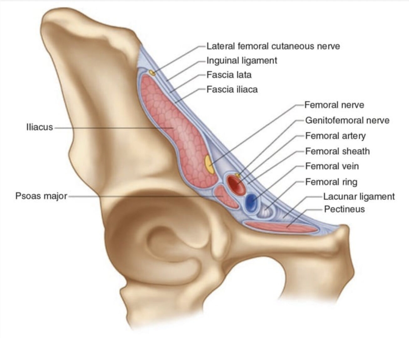 lateral femoral cutaneous nerve dermatome
