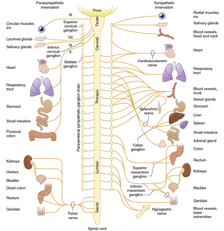 parasympathetic nervous system neurotransmitters
