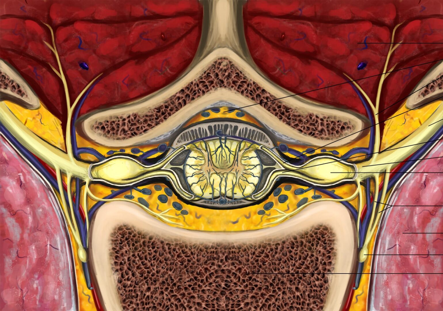 High or total spinal anesthesia