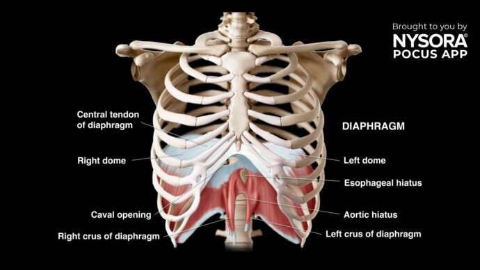 Case study: Assessing diaphragmatic function using ultrasound