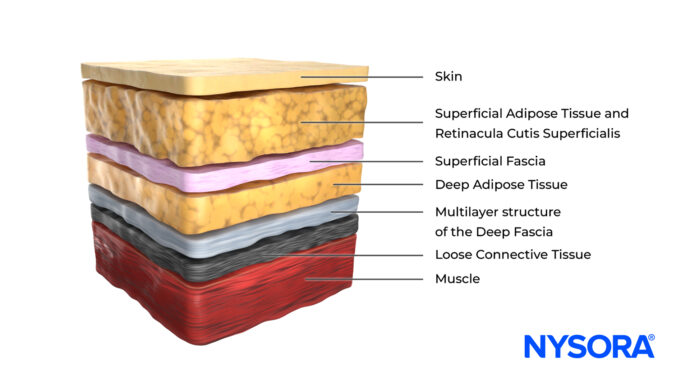 Fascial plane blocks: Understanding their microanatomy and clinical applications