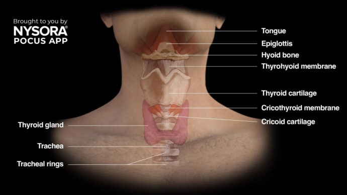 New POCUS Course: Airway Assessment!