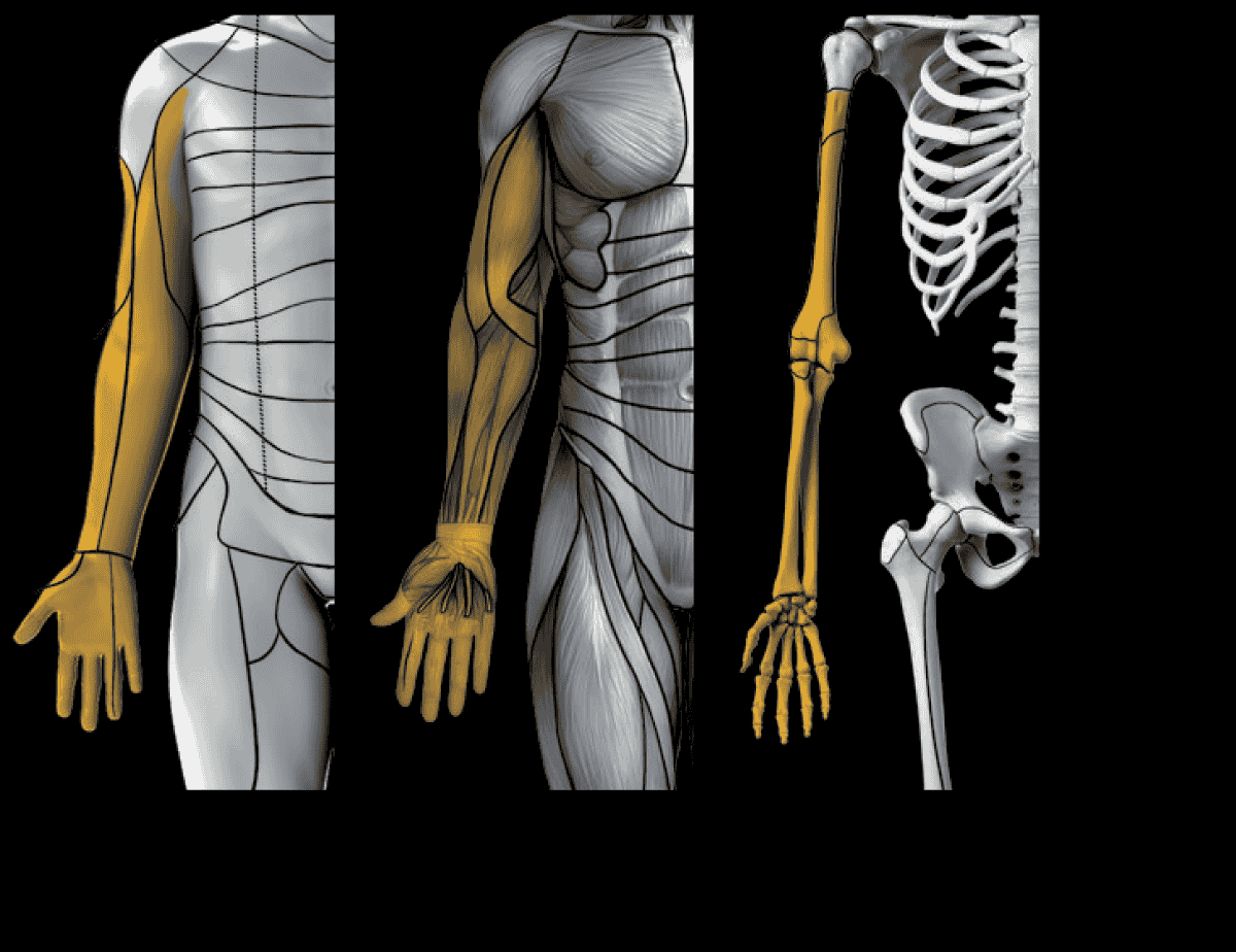 Understand the anatomy
